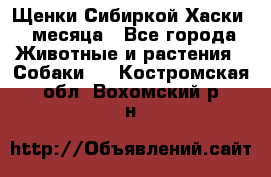 Щенки Сибиркой Хаски 2 месяца - Все города Животные и растения » Собаки   . Костромская обл.,Вохомский р-н